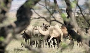 Camel case (sometimes stylized as camelcase or camelcase; A Graze Danger