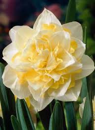 Beauty Rendezvous Narcissus Double Flowering White Lion Daffodil Bulbs Flowers Perennials Narcissus Flower