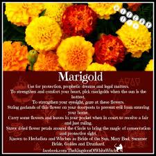 We did not find results for: Magical Uses For Marigold Magic Herbs Magickal Herbs Magical Herbs