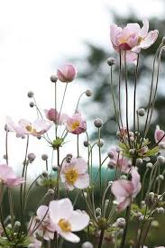 Anemone Tomentosa Robustissima Herfst Anemoon Bloemkleur Zilverroze Bloeitijd September Oktober Hoo Idees De Jardin Fleur Idees Jardin Planter Des Fleurs