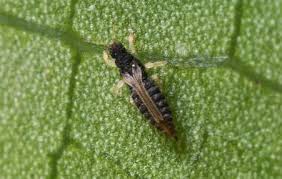 Image result for Helichrysopsis