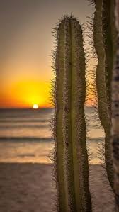 • french • german • italian. 7 Bonsiman Ideas Curacao Blessed Week Curacao Island