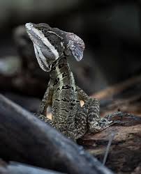 🇨🇷Fauna de mi Majestuoso País🇨🇷 📍Costa Rica