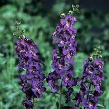 Egmont Seed Company Ltd Online Seed Sales Heat Tolerant Plants Container Gardening Plants
