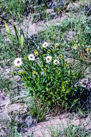 Image result for Callilepis laureola