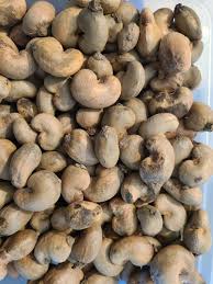 Image result for Anacardium
