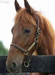 Bucephalus is one of the first famous horses in history. Horse Names 124 Great Options Horse Illustrated Magazine