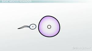 The two divisions are called meiosis i and meiosis ii and they result in the production of four haploid gametes. Tetrad In Meiosis Definition Explanation Video Lesson Transcript Study Com