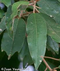 Image result for Croton gratissimus