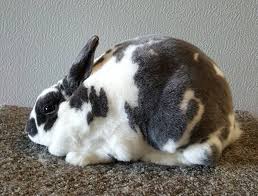 Rex rabbits have the same lifespan as other pet rabbits: Pin On Bunnies