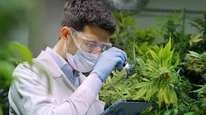Sundial growers says may offer and sell common shares having aggregate offering price of up to us$50 million from time to time. Should You Buy Sundial Growers Inc Sndl Stock After It Is Lower By 42 86 In A Week Investorsobserver