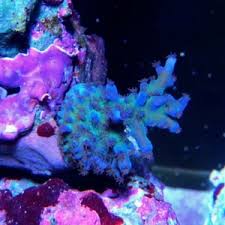 Nopox Dosing Reef Sanctuary