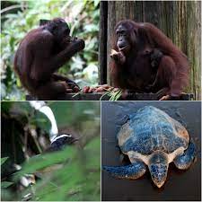 Even though the sun bears have been made a totally protected species under the sabah wildlife enactment in 1997, people are still trying their luck at hunting a sun bear in the forest. Sabah Tables Bill For Heavier Penalties To Enable Wildlife Protection