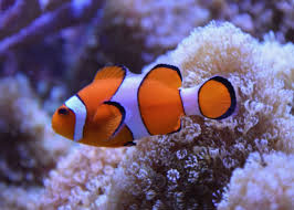 Image result for clownfish