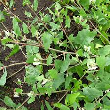 Image result for Tragia prostrata