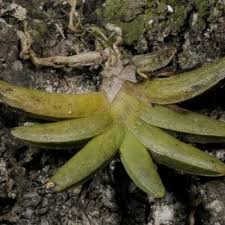 Image result for Bolusiella iridifolia