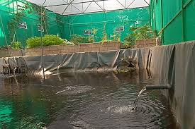 Aquaponics Archives Onyx Aqua Farm