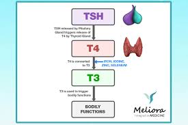 Thyroid Replacement Therapy Meliora Integrative Medicine