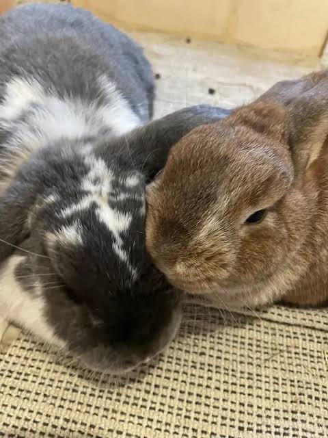 Build a Safe Pen for Clover & Patch