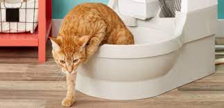 kedi kumu ne kadar zamanda bir degistirilir kedikumu org