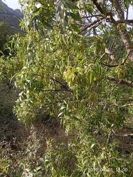 Image result for Faurea saligna