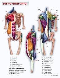 Vintage anatomy charts of the human body showing the skeletal and muscle systems. Human Anatomy Upper Body Koibana Info Human Anatomy Anatomy Body Anatomy