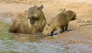 What Animals Live In The Amazon Rainforest Amazon Animals Rainforest Animals Amazon Rainforest Animals
