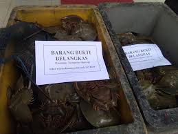 Ustaz azhar idrus soalan hukum makan tupai. Ditemukan 416 Belangkas Tak Bertuan Di Deli Serdang