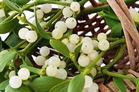 Dec 16, 2020 · if you do decide you want to grow your own batch of mistletoe for kissing under, you will first of all need to have a healthy host tree specimen, and it will need to be a species that the plant is known to grow on. Mistletoe Growing Indoors Can You Grow Your Own Mistletoe Plant