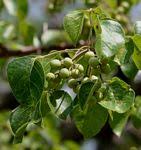 Image result for Commiphora viminea