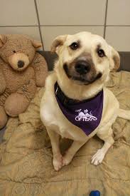 31 Animal Smiles From 2014 That Will Make You Too Happy Smiling Dogs Shelter Dogs Your Dog