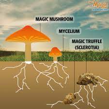 Pin On Mushies