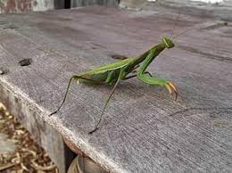 Grasshopper on carapace sharon, vermont. Insect Walking Stick Texas Bug Wildlife Camouflage Invertebrate Creepy Crawly Outdoor Pikist
