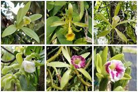 Vanilla is a vining orchid that's native to central mexico and grows well in the. Vanilla Gardening Solutions University Of Florida Institute Of Food And Agricultural Sciences