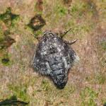 Image result for Operophtera fagata
