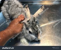 Image result for scabies rabbits ears