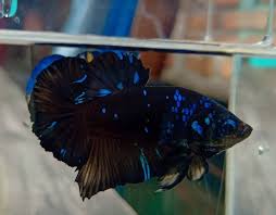 Plakat Black Avatar Betta Fish In 2020 Betta Fish Betta Betta Fish Types
