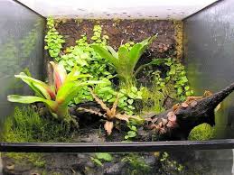 Tropical Terrarium Plants Tropical Terrariums Terrarium Plants Fish Tank Terrarium