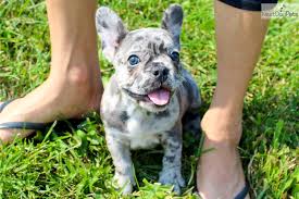 Advertise, sell, buy and rehome french bulldog dogs and puppies with pets4homes. French Bulldog Buffalo Ny L2sanpiero