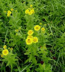 Image result for Pasaccardoa grantii