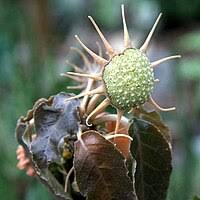 Image result for Dorstenia schliebenii