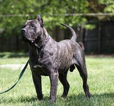 Check spelling or type a new query. Cabeza Grande Kennel Presa Canario Breeders Presa Canario Puppies
