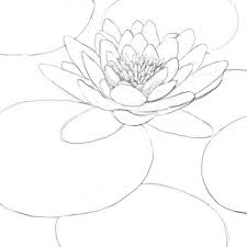 How To Draw A Lily Pad Drawing Factory Lilies Drawing Lily Pad Drawing Water Lily Drawing