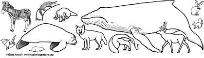 Mammal coloring pages for kids online. Mammal Coloring Pages