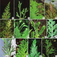 Image result for Selaginella njamnjamensis