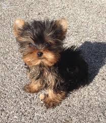 Nous sommes de ceux qui pensent que le bonheur se partage et se transmet. 64 Luxe Le Bon Coin Var Animaux Chiot Yorkshire Chiot Animaux