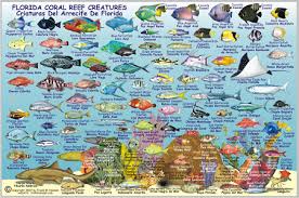 Florida Keys Map Fish Id Card