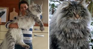 142 Maine Coon Cats That Will Make Your Cat Look Tiny