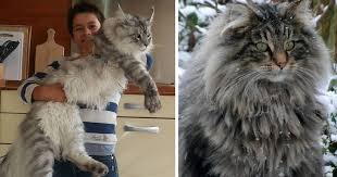 142 maine coon cats that will make your cat look tiny