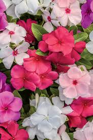 L3286 Vinca Flor De Jardinagem Ideias De Jardinagem Jardins Secretos